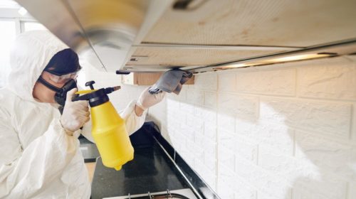 how to get rid of ants