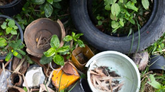 Eliminate Breeding Grounds