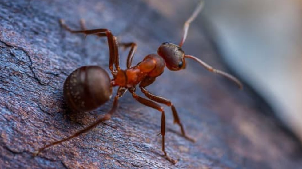 How to Get Rid of Ants?