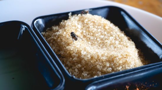 How to Get Rid of Fruit Flies?