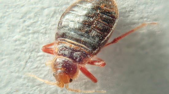 How to Get Rid of Bed Bugs?