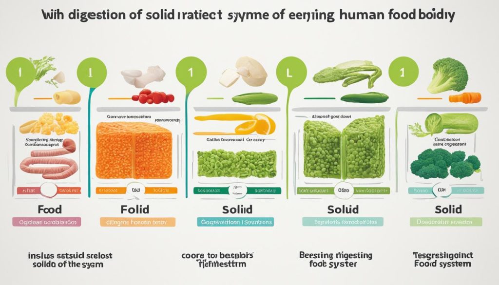 Digestion Rate of Food vs. Liquids