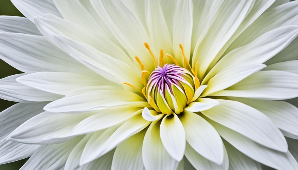 how to draw a beautiful flower